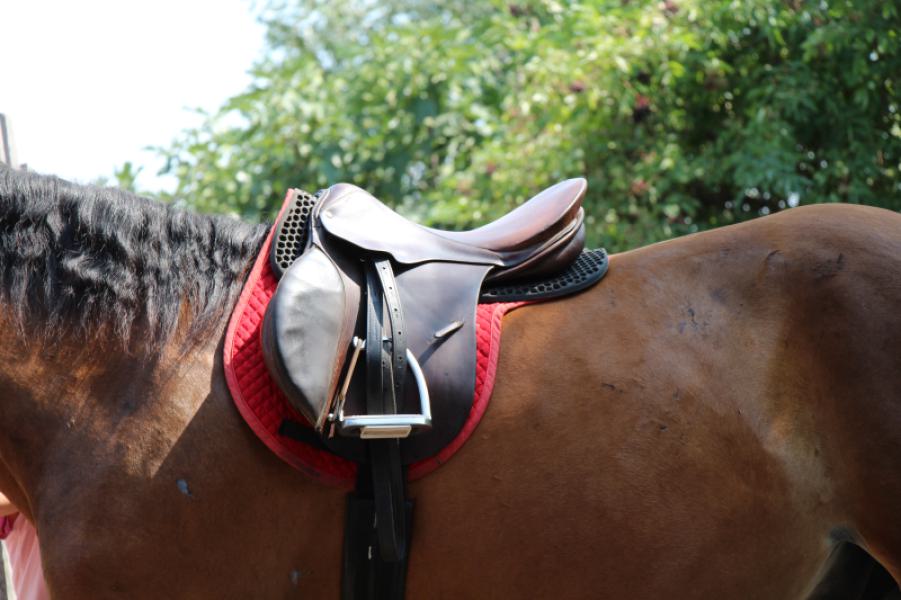 Helyes nyergelés és nyereg kiválasztás