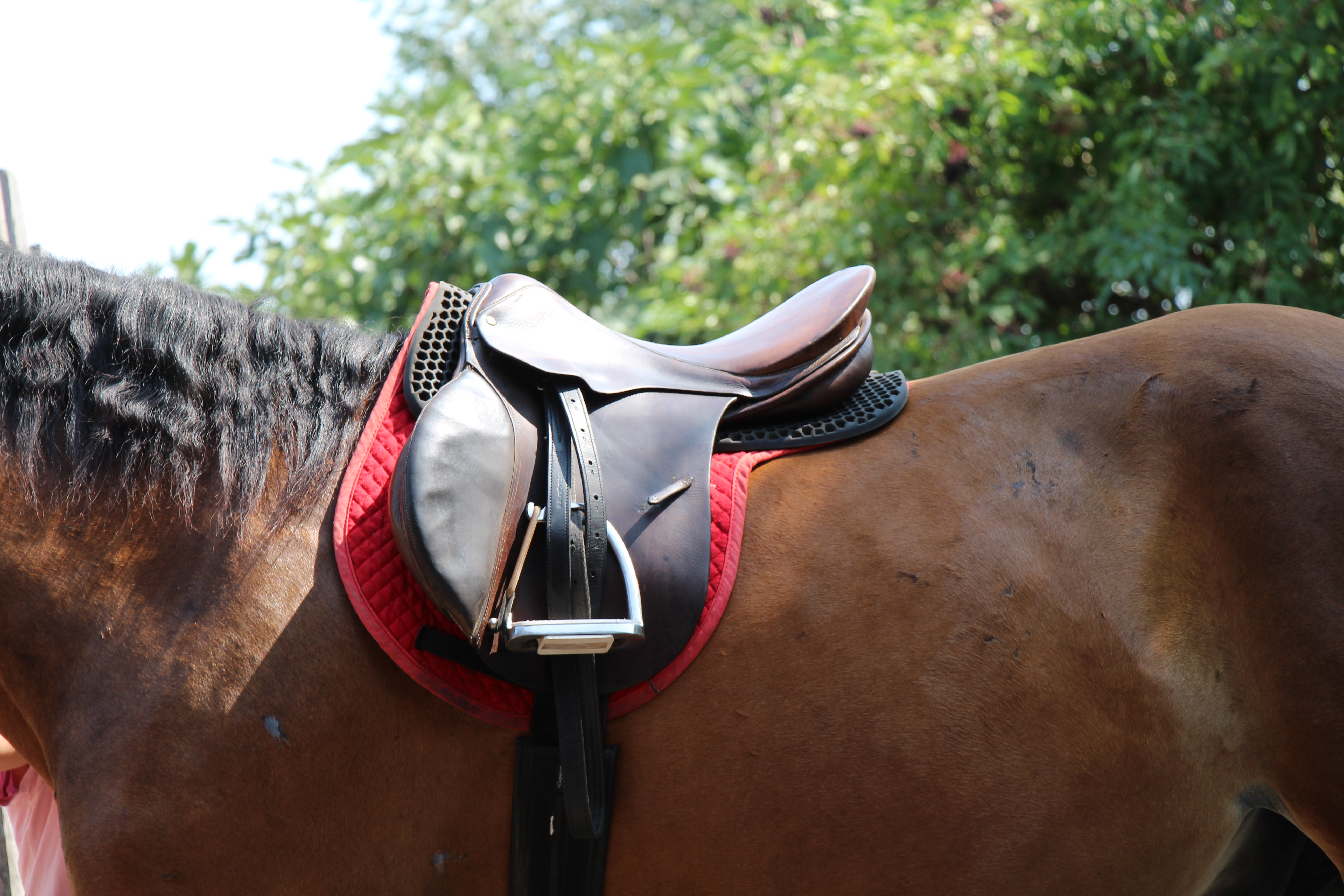 Helyes nyergelés és nyereg kiválasztás